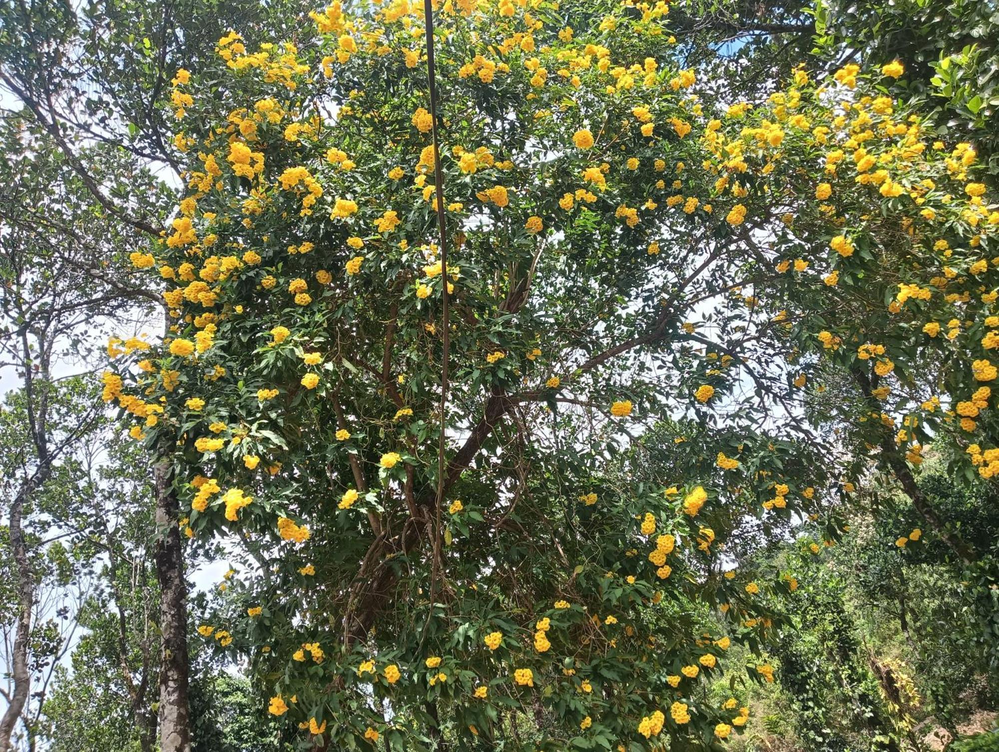 Tharayil Farm Stay Вагамон Номер фото